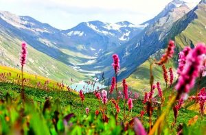 Kashmir Valley of Flowers